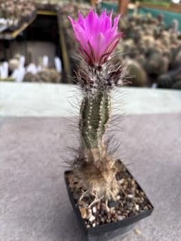 Echinocereus palmeri